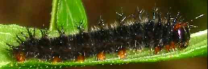 Larvae